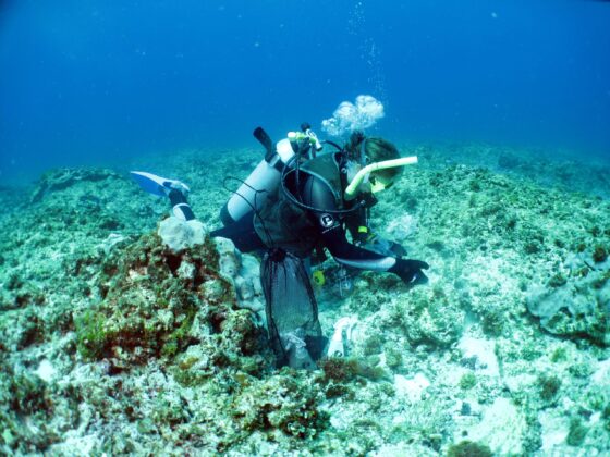 Cyclones drive connectivity of reef fish populations